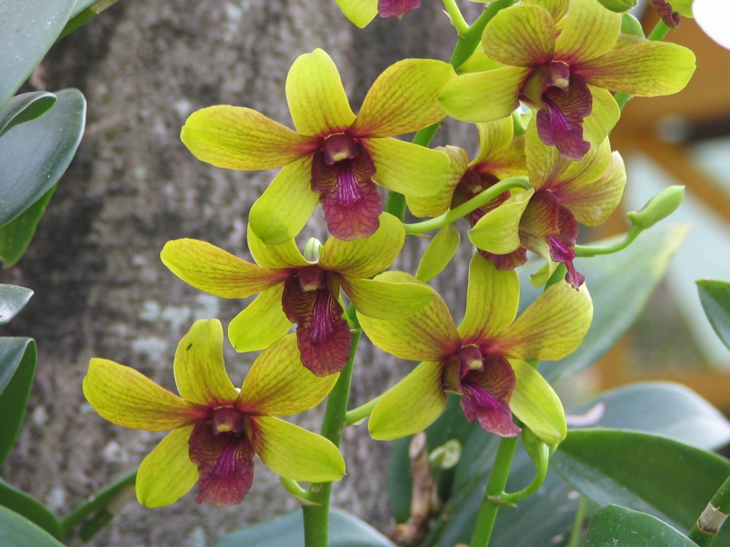 Thailand orchids